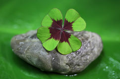 four leaf clover