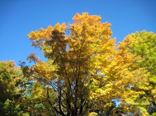 Golds were common in our area this past fall of 2014