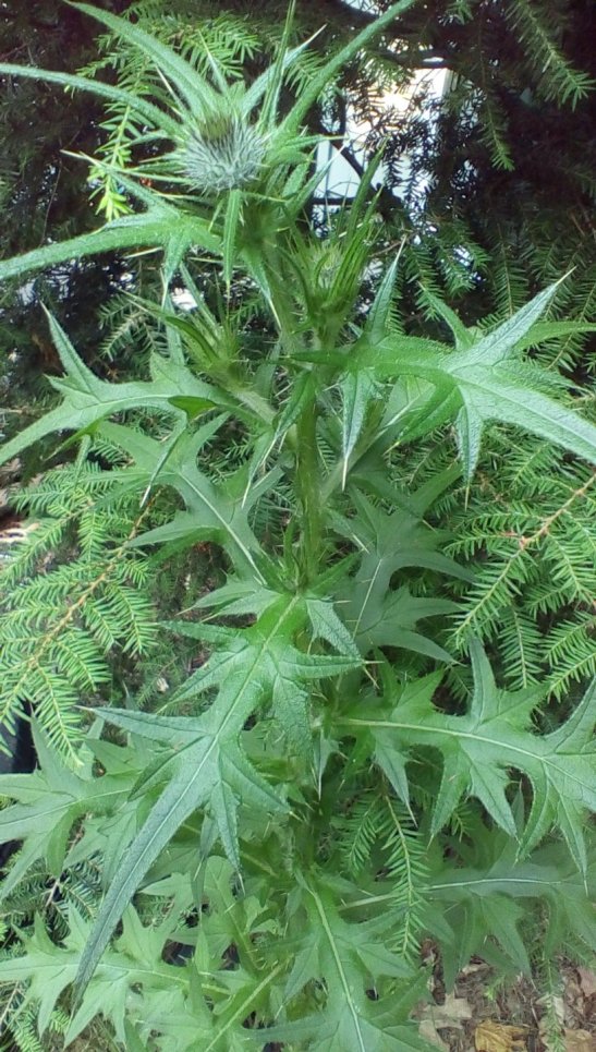 z8nnPXMP9aKNuNG2cfnIIkIgXlAqs-KO0iuIUSuFQtOYsSxTTJ