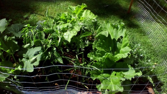 I had to put up a crude fence because a chipmunk has been snooping.