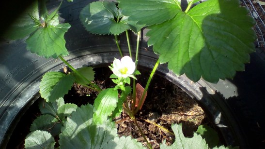 A single strawberry flower. Dare I hope?