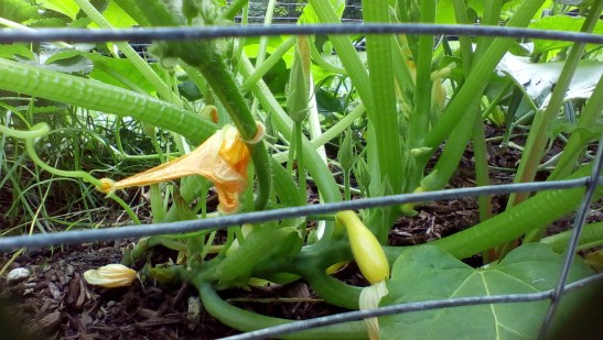 Still small. Trying to keep mildew at bay.