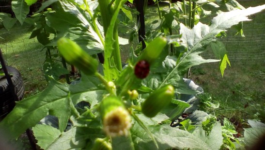 First time I have seen ladybugs in the garden